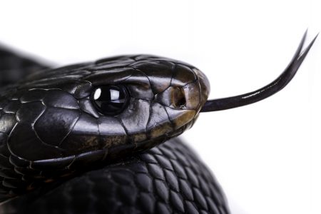 An evil serpent